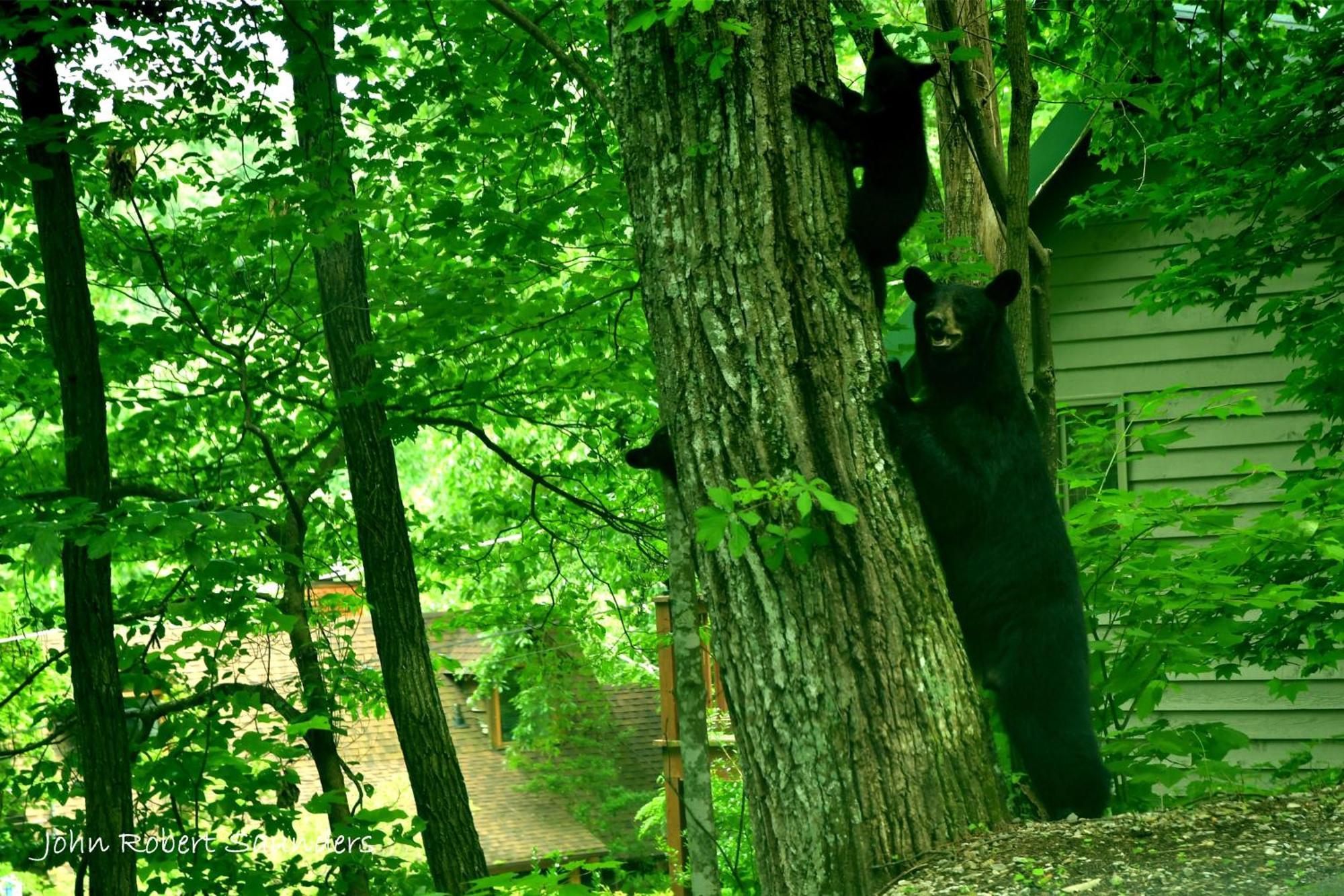 Wild Thing #1525 Villa Gatlinburg Buitenkant foto